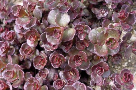 Sedum spurium 'Fuldaglut' geen maat specificatie 0,55L/P9cm - afbeelding 4