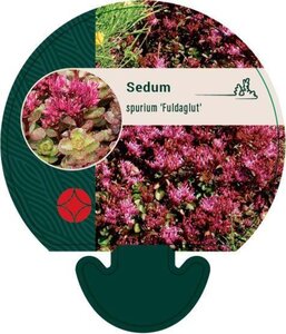 Sedum spurium 'Fuldaglut' geen maat specificatie 0,55L/P9cm - afbeelding 5