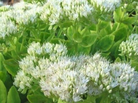 Sedum spectabile 'Iceberg' geen maat specificatie 0,55L/P9cm - afbeelding 1