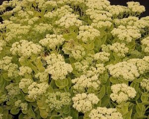 Sedum spectabile 'Iceberg' geen maat specificatie 0,55L/P9cm - afbeelding 2