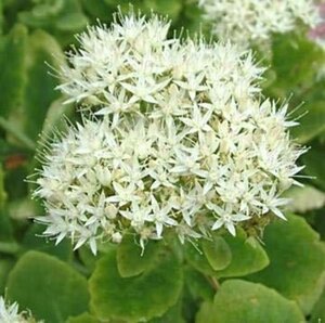 Sedum spectabile 'Iceberg' geen maat specificatie 0,55L/P9cm - afbeelding 3