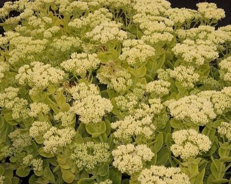 Sedum spectabile 'Iceberg' geen maat specificatie 0,55L/P9cm - image 2