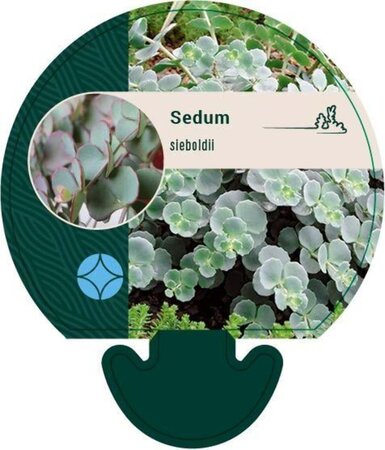 Sedum sieboldii geen maat specificatie 0,55L/P9cm - afbeelding 4