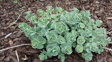 Sedum sieboldii geen maat specificatie 0,55L/P9cm - afbeelding 1