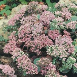 Sedum sieboldii geen maat specificatie 0,55L/P9cm - afbeelding 5