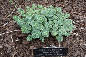 Sedum sieboldii geen maat specificatie 0,55L/P9cm - afbeelding 2