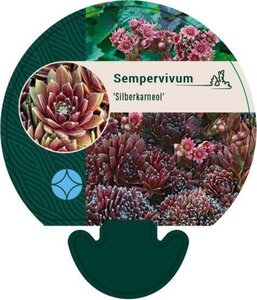 Sempervivum 'Silberkarneol' geen maat specificatie 0,55L/P9cm - afbeelding 1