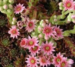 Sempervivum 'Silberkarneol' geen maat specificatie 0,55L/P9cm - afbeelding 2