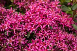 Sedum spurium geen maat specificatie 0,55L/P9cm - afbeelding 1