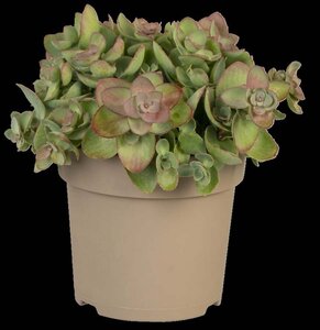 Sedum spurium geen maat specificatie 0,55L/P9cm - afbeelding 2