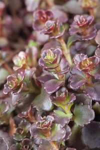 Sedum spurium geen maat specificatie 0,55L/P9cm - afbeelding 3