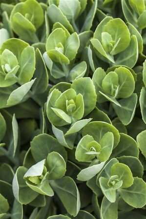 Sedum spurium geen maat specificatie 0,55L/P9cm - afbeelding 4