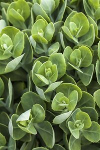 Sedum spurium geen maat specificatie 0,55L/P9cm - afbeelding 4