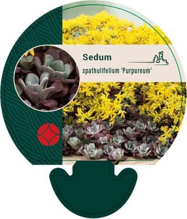 Sedum spathulifolium 'Purpureum' geen maat specificatie 0,55L/P9cm - afbeelding 2