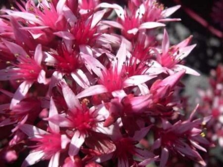 Sedum spathulifolium 'Purpureum' geen maat specificatie 0,55L/P9cm - afbeelding 1