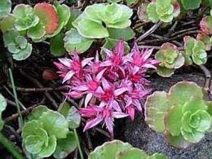 Sedum spurium 'Schorbuser Blut' geen maat specificatie 0,55L/P9cm - afbeelding 1