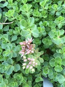 Sedum spurium 'Splendens' geen maat specificatie 0,55L/P9cm - afbeelding 1