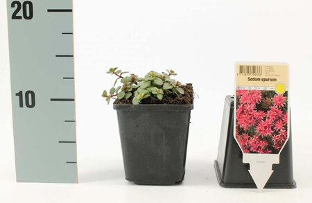 Sedum spurium 'Splendens' geen maat specificatie 0,55L/P9cm - afbeelding 2