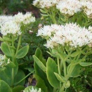 Sedum spectabile 'Stardust' geen maat specificatie 0,55L/P9cm - afbeelding 5