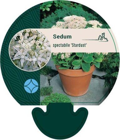 Sedum spectabile 'Stardust' geen maat specificatie 0,55L/P9cm - afbeelding 4