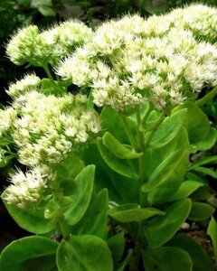 Sedum spectabile 'Stardust' geen maat specificatie 0,55L/P9cm - afbeelding 1