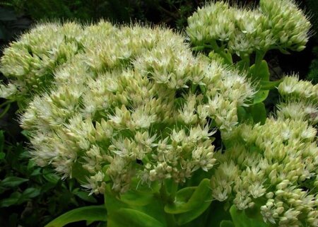 Sedum spectabile 'Stardust' geen maat specificatie 0,55L/P9cm - afbeelding 2