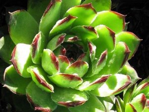 Sempervivum tectorum geen maat specificatie 0,55L/P9cm - afbeelding 1