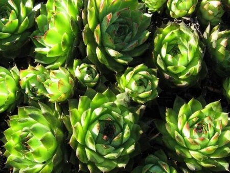 Sempervivum tectorum geen maat specificatie 0,55L/P9cm - afbeelding 3