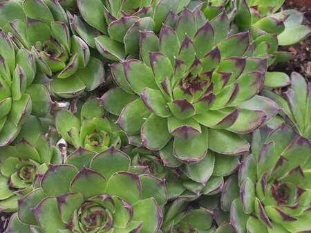 Sempervivum tectorum geen maat specificatie 0,55L/P9cm - afbeelding 4