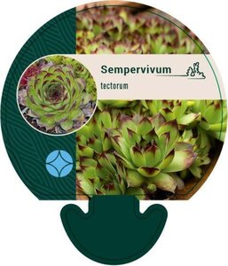 Sempervivum tectorum geen maat specificatie 0,55L/P9cm - afbeelding 7