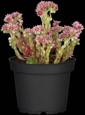 Sempervivum tectorum geen maat specificatie 0,55L/P9cm - afbeelding 5