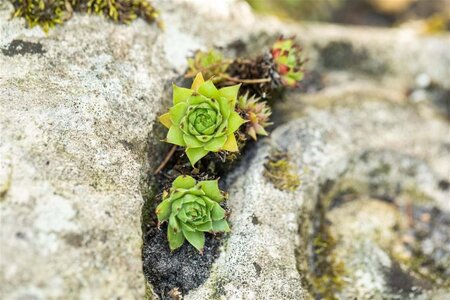 Sempervivum tectorum geen maat specificatie 0,55L/P9cm - afbeelding 6