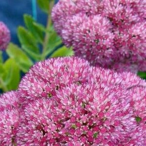 Sedum telep. 'Indian Chief' geen maat specificatie 0,55L/P9cm