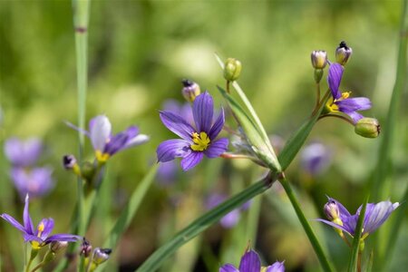 Sisyrinchium angustifolium geen maat specificatie 0,55L/P9cm - afbeelding 1