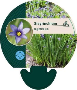 Sisyrinchium angustifolium geen maat specificatie 0,55L/P9cm - afbeelding 5