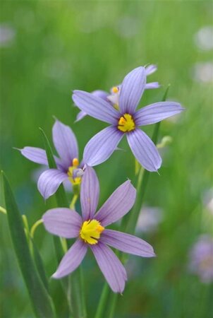 Sisyrinchium angustifolium geen maat specificatie 0,55L/P9cm - afbeelding 2