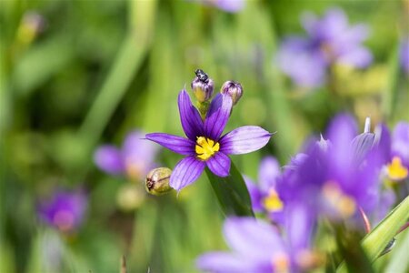 Sisyrinchium angustifolium geen maat specificatie 0,55L/P9cm - afbeelding 3