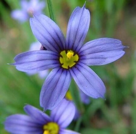 Sisyrinchium angustifolium geen maat specificatie 0,55L/P9cm - afbeelding 4