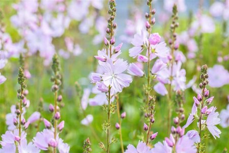 Sidalcea 'Elsie Heugh' geen maat specificatie 0,55L/P9cm - afbeelding 1