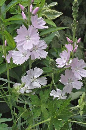 Sidalcea 'Elsie Heugh' geen maat specificatie 0,55L/P9cm - afbeelding 2