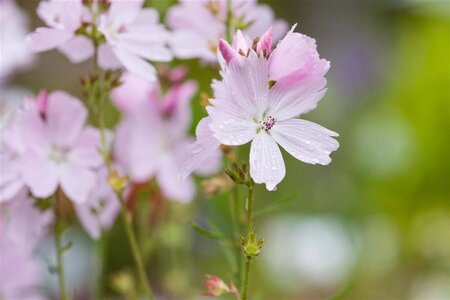 Sidalcea 'Elsie Heugh' geen maat specificatie 0,55L/P9cm - afbeelding 3