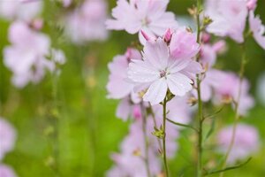 Sidalcea 'Elsie Heugh' geen maat specificatie 0,55L/P9cm - afbeelding 4