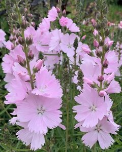 Sidalcea 'Elsie Heugh' geen maat specificatie 0,55L/P9cm - afbeelding 5