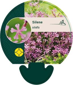 Silene schafta geen maat specificatie 0,55L/P9cm