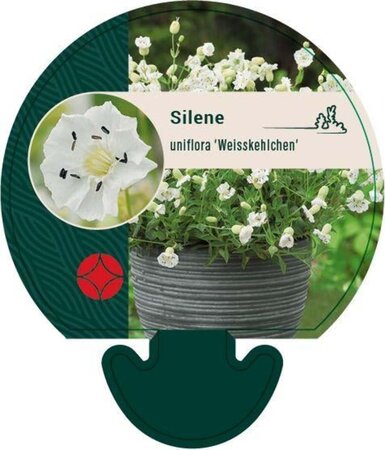 Silene u. 'Weisskehlchen' geen maat specificatie 0,55L/P9cm - afbeelding 1