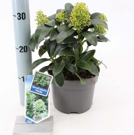 Skimmia j. 'Finchy' 20-25 cm cont. 2,0L - afbeelding 1