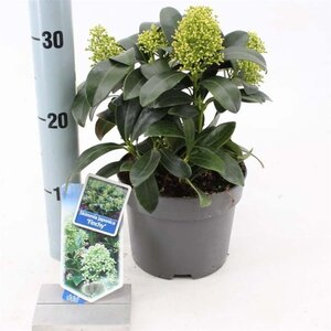 Skimmia j. 'Finchy' 20-25 cm cont. 2,0L - afbeelding 1