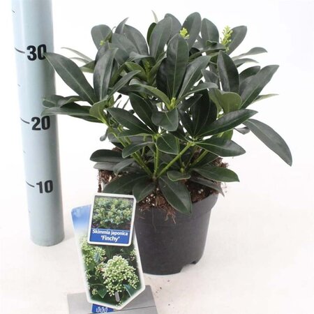 Skimmia j. 'Finchy' 20-25 cm cont. 2,0L - afbeelding 2