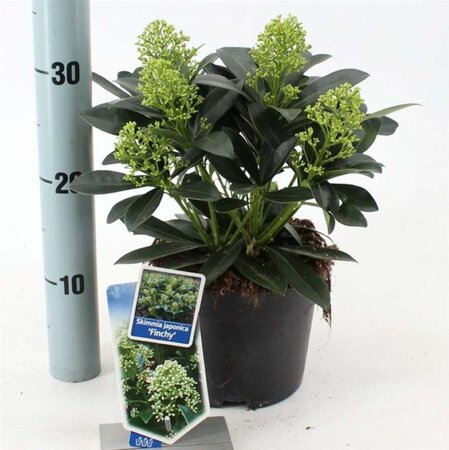 Skimmia j. 'Finchy' 20-25 cm cont. 2,0L - afbeelding 3