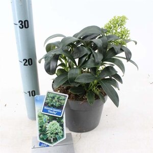 Skimmia j. 'Finchy' 20-25 cm cont. 2,0L - afbeelding 4